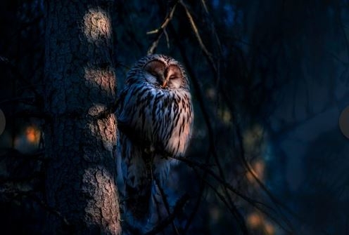 La Nuit de la chouette