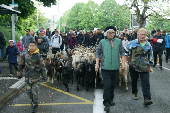 La Transhumance des chèvres