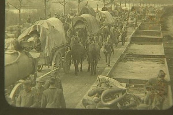 Animaux, oubliés des guerres