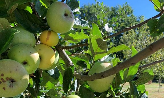 Ramène ta pomme ! #2