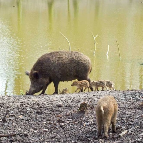 PARC ANIMALIER DE L'O.N.F. - LE BANNEY