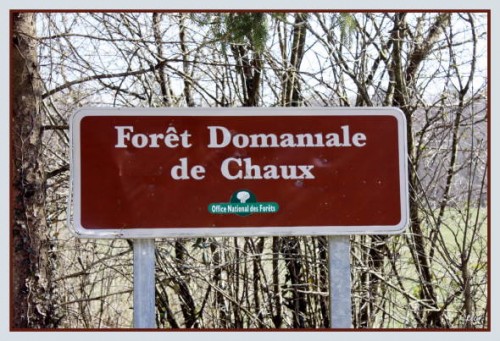 FORêT DE CHAUX